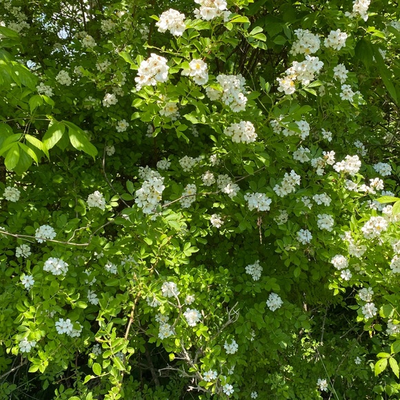 Meet your Posher, Kate - Picture 1 of 1